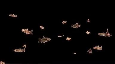 五彩斑斓炫酷发光鱼群游动特效视频AE模板视频的预览图